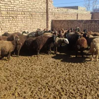 بره نر|حراج|اسفرورین, |دیوار