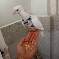 طوقی رنگه کله دم سفید قفس