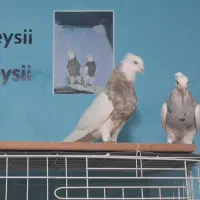 پرنده طوقی فروشی|پرنده|بهبهان, |دیوار