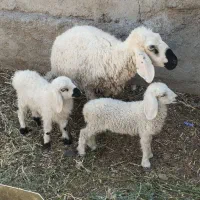 بز مری با مهره ماده گوسفند جناب با دوباره نر وماده|حیوانات مزرعه|زابل, |دیوار