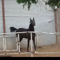 اسب عرب،کره نریان یک و نیم ساله،سیاه