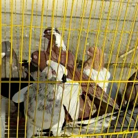 کبوتر|پرنده|شیراز, سینما سعدی|دیوار