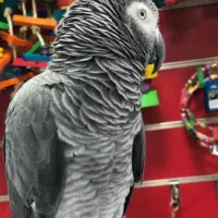 تخم نطفه دار کاسکو.