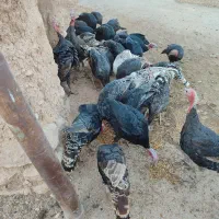 بوقلمون|حیوانات مزرعه|گل تپه, |دیوار