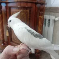 عروس هلندی گم شده