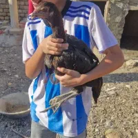 جوجه مرغ و خروس لاری