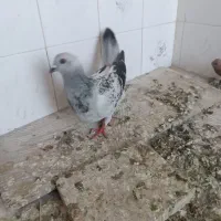 کبوتر|پرنده|زاهدان, |دیوار