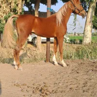 کره نریون کره جلیوس