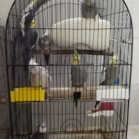 عروس هلندی جفت