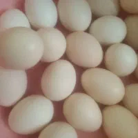 تخم مرغ نطفه دار