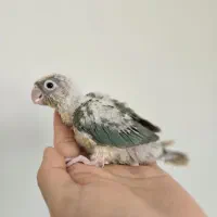 طوطی سان کانور داسکی راهب گرینچیک عروس خورشیدی