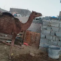 شتر|حیوانات مزرعه|زاهدان, |دیوار