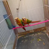 جفت گرینچیک اناناسی دبل رد مولد سخنگو به شرط