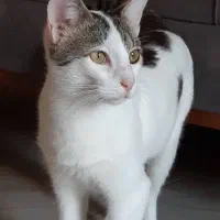 واگذاری گربه