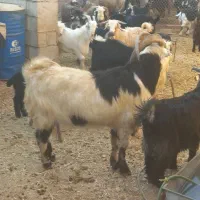 سابرین دو بر دو رگ  داشتی مست مست|حیوانات مزرعه|اندیمشک, |دیوار