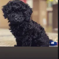 پودل رنک خاص مشکی