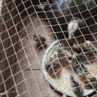 جوجه بوقلمون با مادر  جوجه ۲۰۰ و مادر ۱۲۰۰