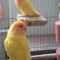 کوتوله اوپال مولد