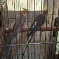 جفت مولد طوطی عروس هلندی با قفس و لونه و جوجه