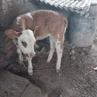 گوساله