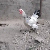 خروس برهما با مرغ آمروک عوض میکنم