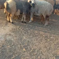 فروش میش داشتی