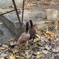 مرغ لاری|حیوانات مزرعه|آسارا, |دیوار