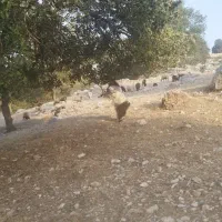 فروشی حیوان چپش|حیوانات مزرعه|لوداب, |دیوار