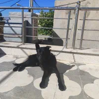 بلک ژرمن ورک|سگ|شیراز, چوگیاه‎|دیوار