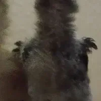 جوجه لاری اصیل با نژاد و ...