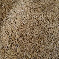 چلتیک چمپا محلی