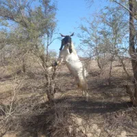 گوسفند|حیوانات مزرعه|رودبار (کرمان), |دیوار