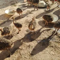 جوجه شتر مرغ