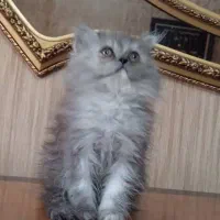 توله پرشین فلت گوگولی|گربه|محمدشهر, شهرک پیام (مهرالبرز)|دیوار