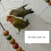 فروش پرندگان زینتی خانگی|پرنده|یزد, |دیوار