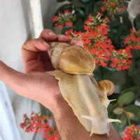 حلزون پرورشی|خزنده|چالوس, |دیوار