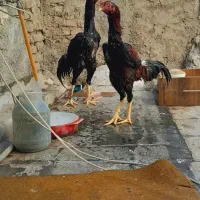 خروس لاری|حیوانات مزرعه|تهران, اتابک|دیوار