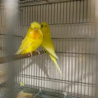 مرغ عشق انگلیسی گرید A