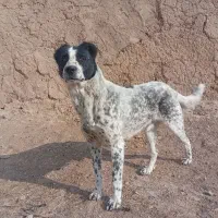 سگ گله نژاد قدریجانی قیمت ۲۵۰۰۰۰۰تومان