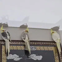 عروس هلندی جوجه و بالغ خاص|پرنده|کرج, اتحاد|دیوار
