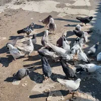 کبوتر|پرنده|اصفهان, شاهزاده ابراهیم|دیوار