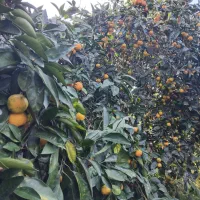 نارنگی محلی اوشو|خوردنی و آشامیدنی|شیرگاه, |دیوار