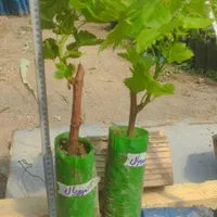 انگور نهال و درخت رونده|خدمات باغبانی و درختکاری|فلاورجان, |دیوار