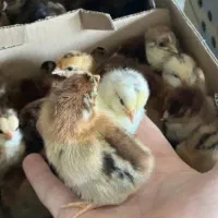 فروش جوجه محلی اصل یک روزه دونه ای ۴۵