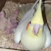 عروس هلندی|پرنده|شیراز, فاضل|دیوار
