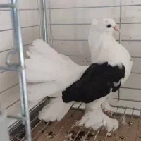 کبوتر دم چتری آمریکایی دوکت