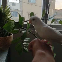عروس هلندی جوجه نر