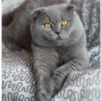 گربه اسکاتیش خرسی