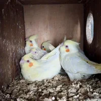 عروس هلندی زیبا