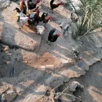 فروش مرغ محلی